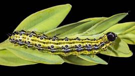  Mature larvae (~4 cm) starting to apply silk to make shelter for pupation.
